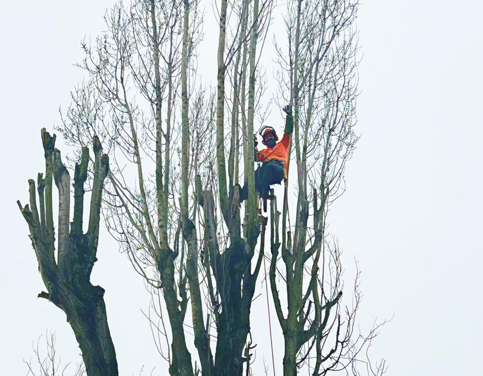 Tondeuse sur une pelouse coupée dans un jardin entretenu